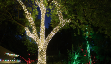 Tree On Farm Tree On Farm