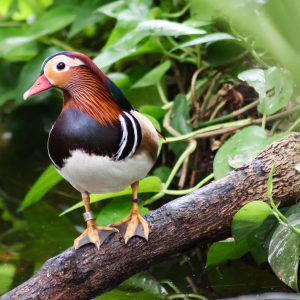 See Mandarin Duck
