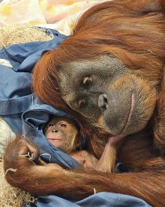 Orangutan Raya