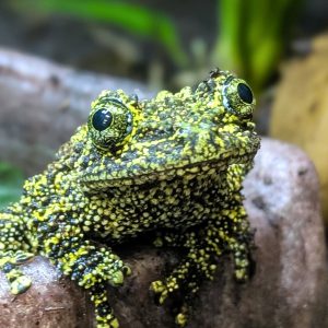 See Vietnamese Mossy Frog