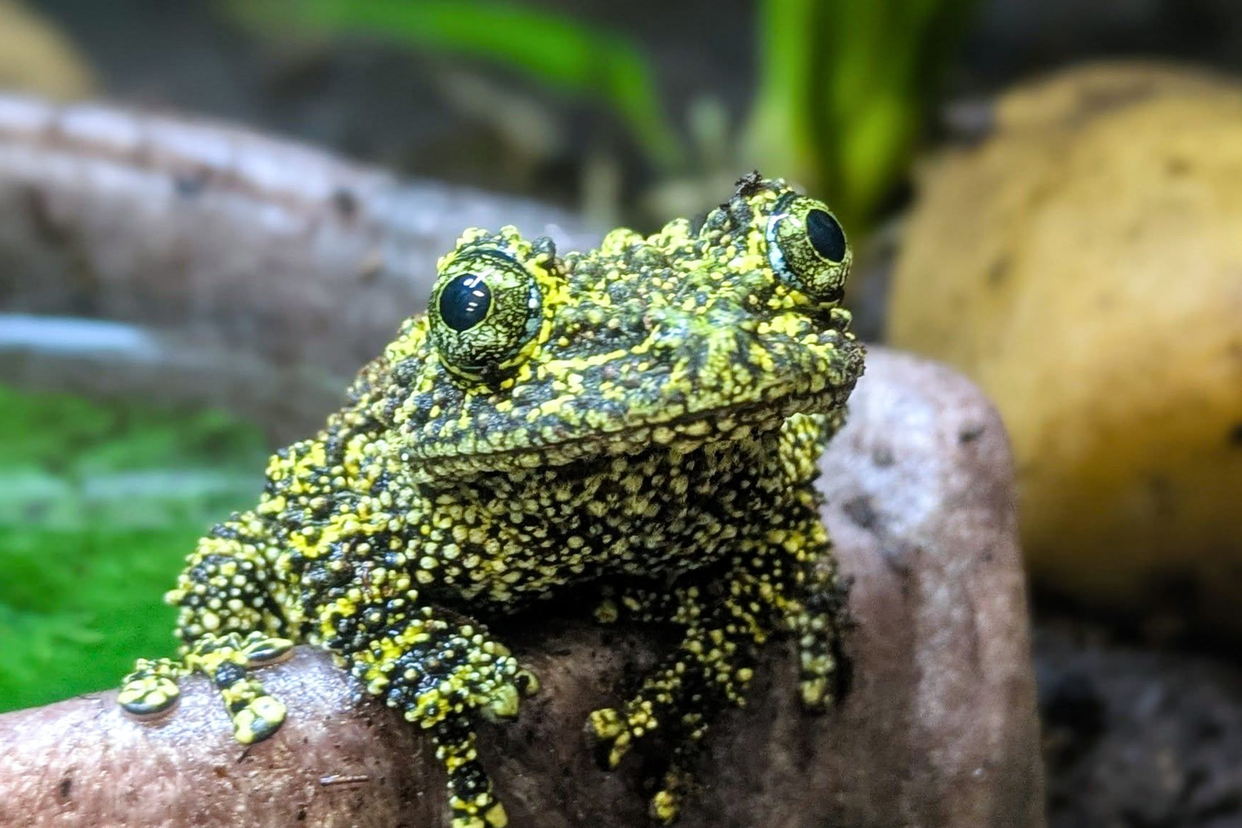 Vietnamese Mossy Frog