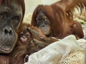 Asmara Tara And Raya Introductions