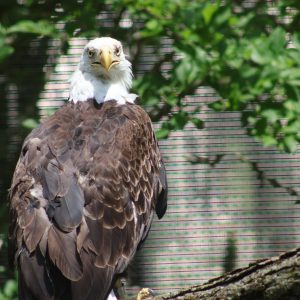 See Bald Eagle