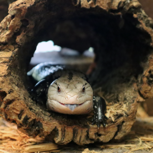 See Blue-tongued Skink