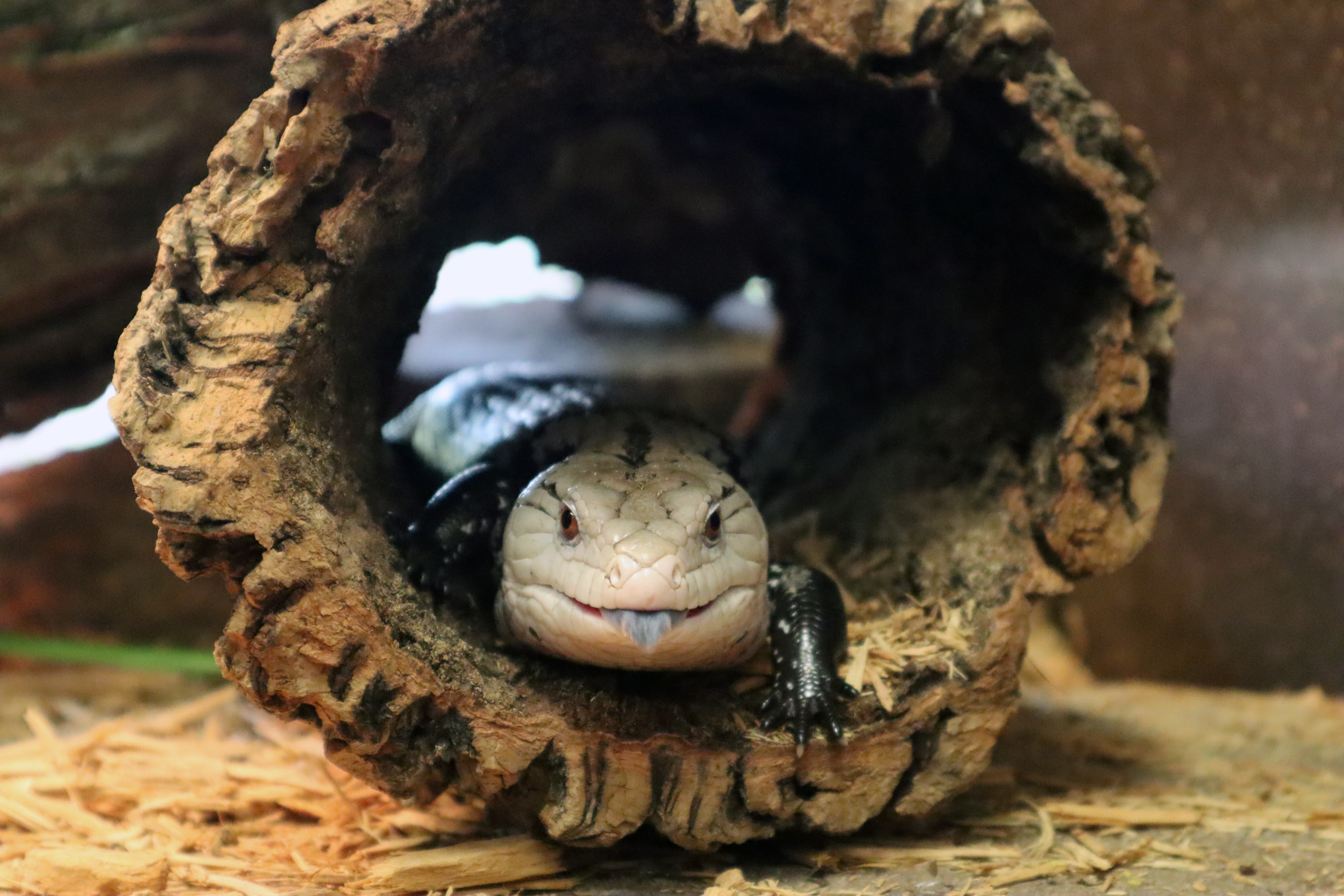 Blue-tongued Skink