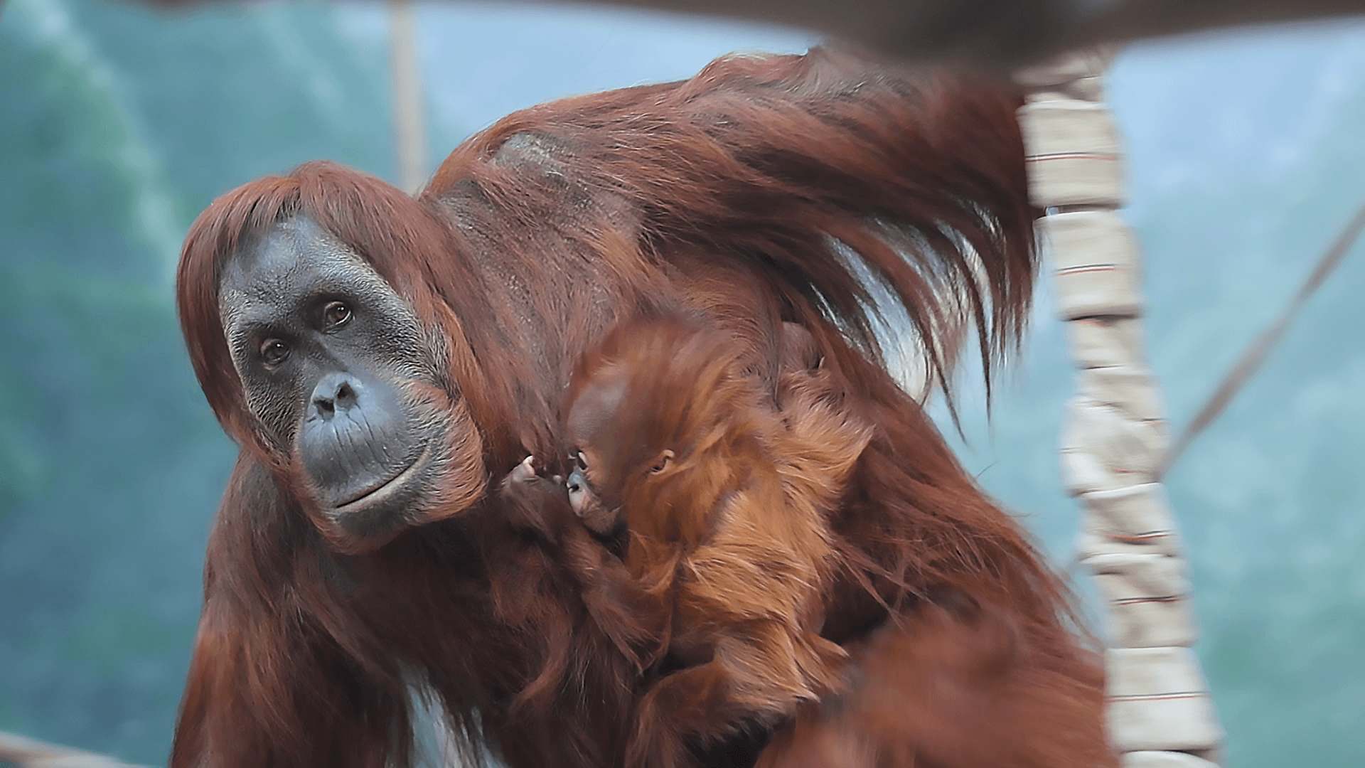 Kids Zoo Banner Image