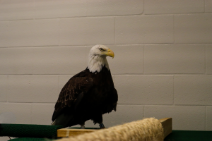 Bald Eagle Quarantine Male 6 16 26