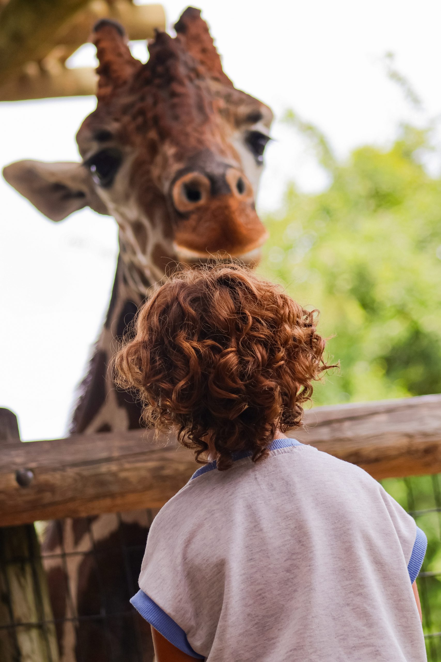 Kids Zoo Banner Image