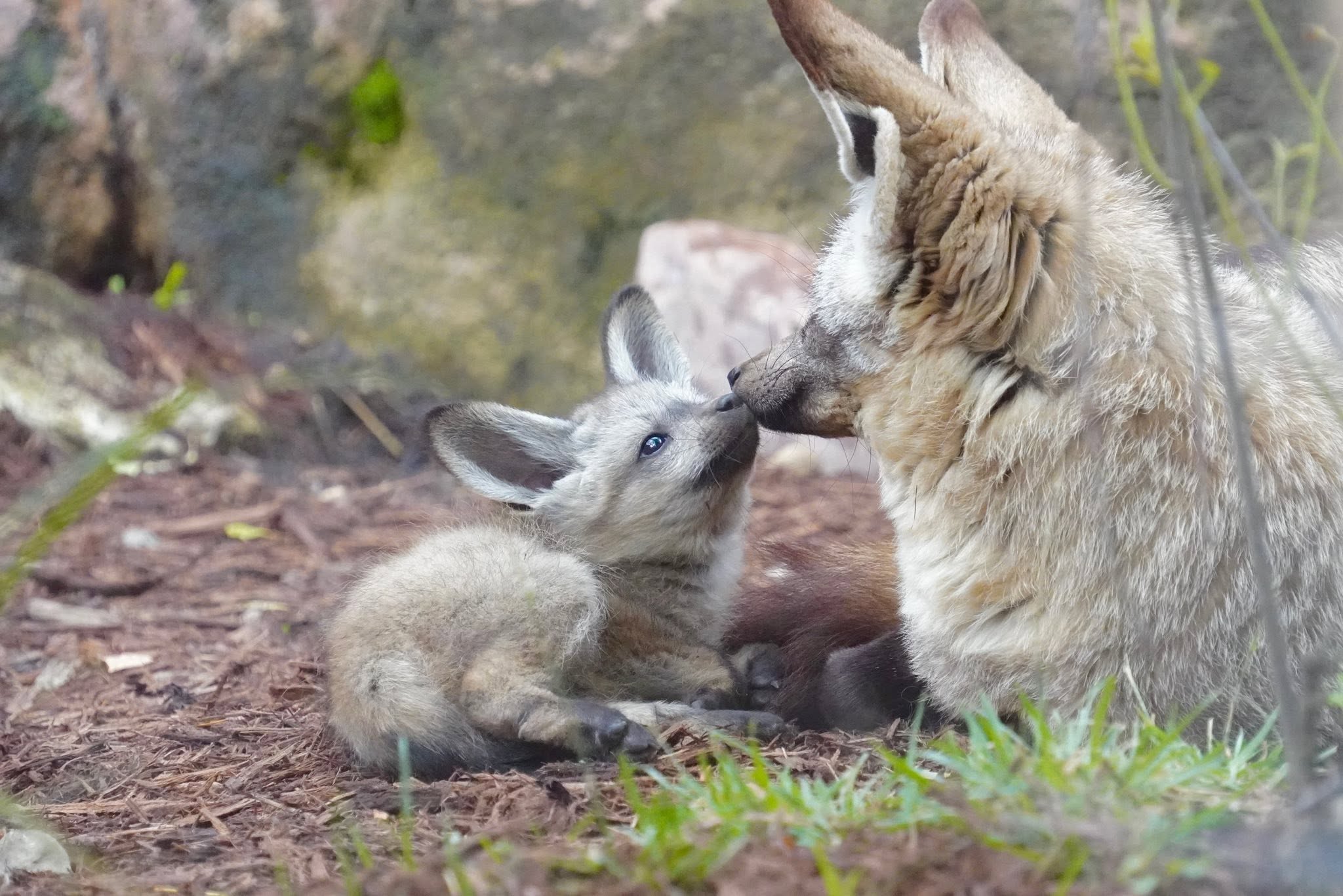 bat eared fox kit shares a nose touch with their parent